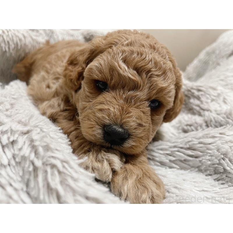 販売中の福岡県のトイプードル-434460の3枚目