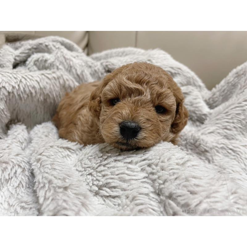 販売中の福岡県のトイプードル-434460の2枚目