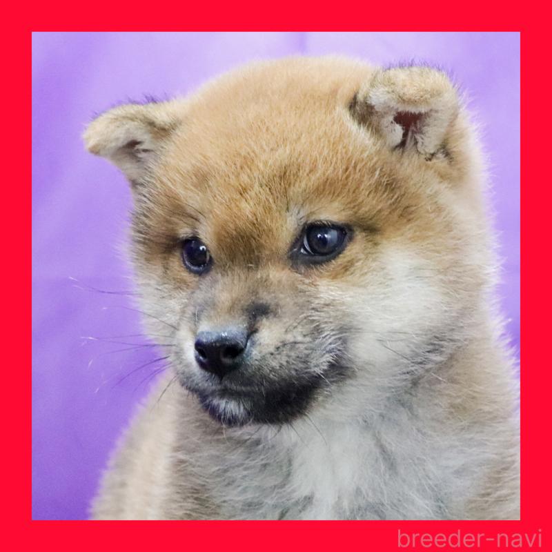 販売中の愛知県の豆柴-432437