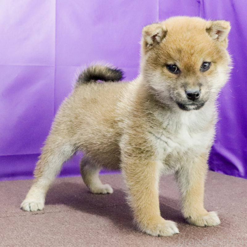 成約済の愛知県の豆柴-432437の3枚目