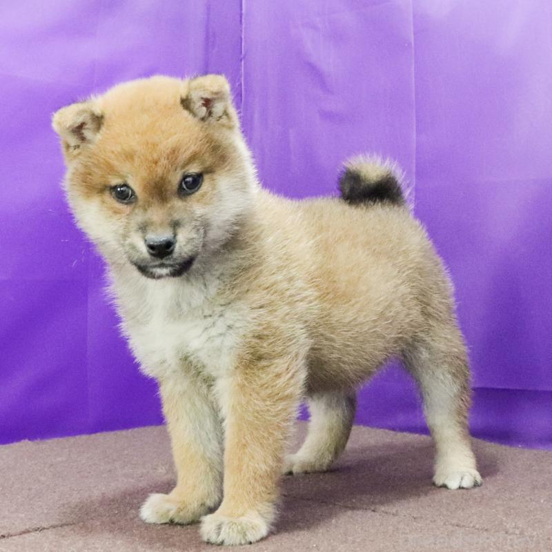 成約済の愛知県の豆柴-432437の2枚目