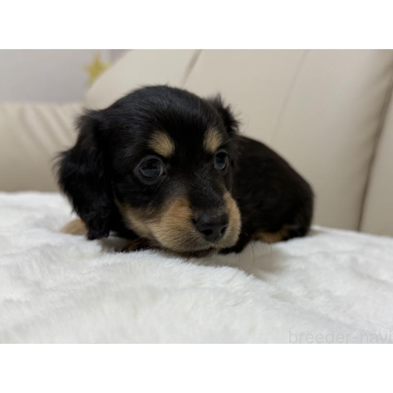 成約済の栃木県のミニチュアダックスフンド(ロングヘアード)-431040の3枚目