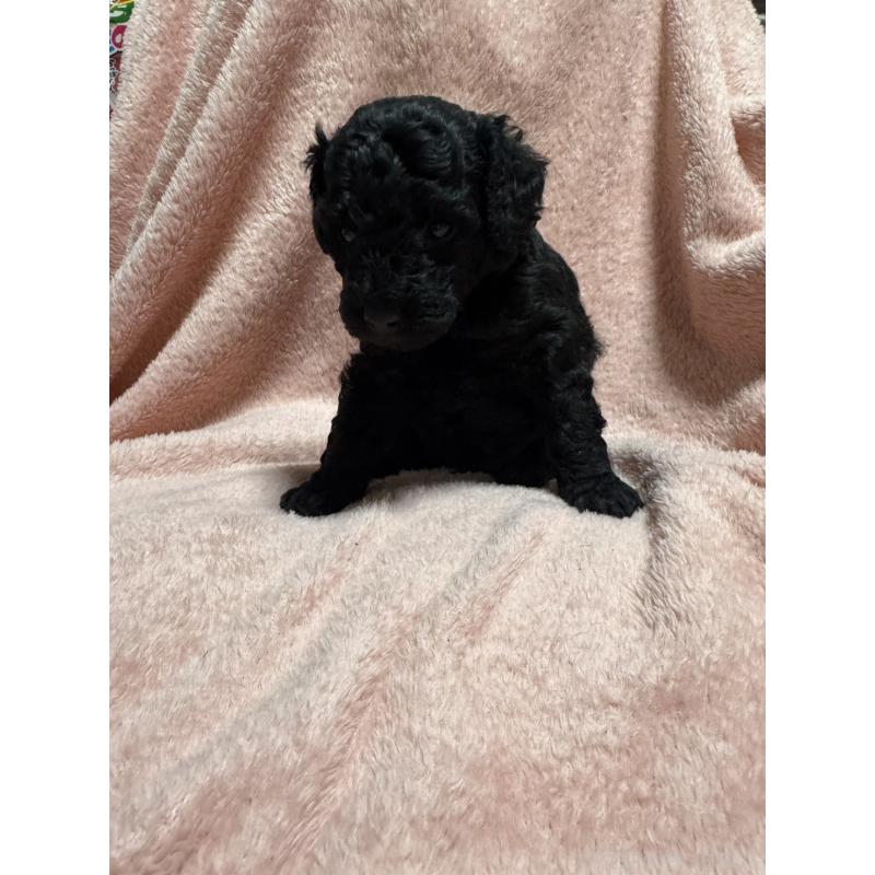 販売中の福岡県のトイプードル-434463