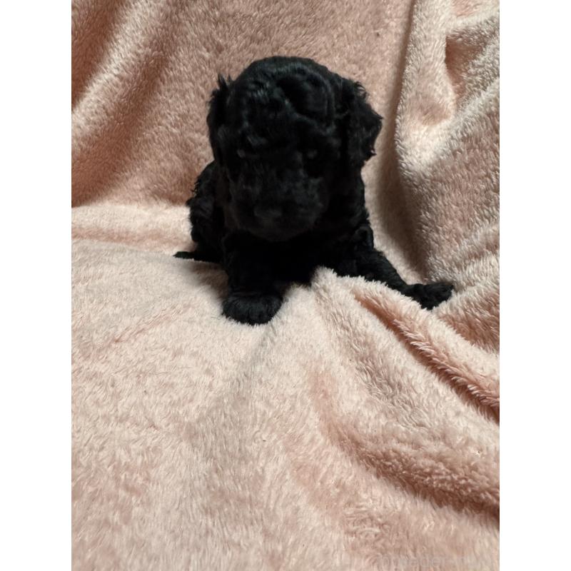 販売中の福岡県のトイプードル-434463の3枚目