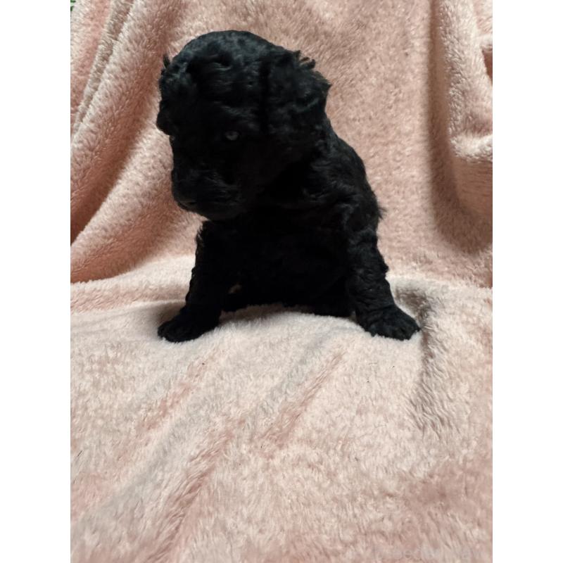 販売中の福岡県のトイプードル-434463の2枚目