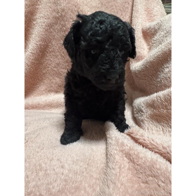 販売中の福岡県のトイプードル-434465