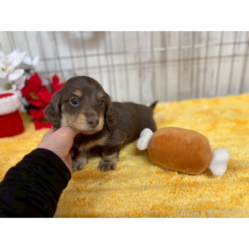 販売中の鹿児島県のミニチュアダックスフンド(ロングヘアード)-434466の2枚目