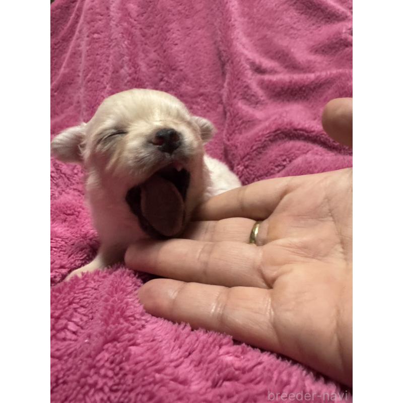 販売中の福岡県のチワワ(ロングコート)-434467の4枚目