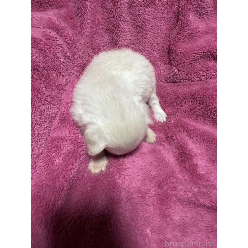 販売中の福岡県のチワワ(ロングコート)-434467の2枚目