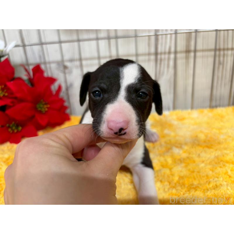 販売中の鹿児島県のイタリアングレーハウンド(イタグレ)-432176の12枚目