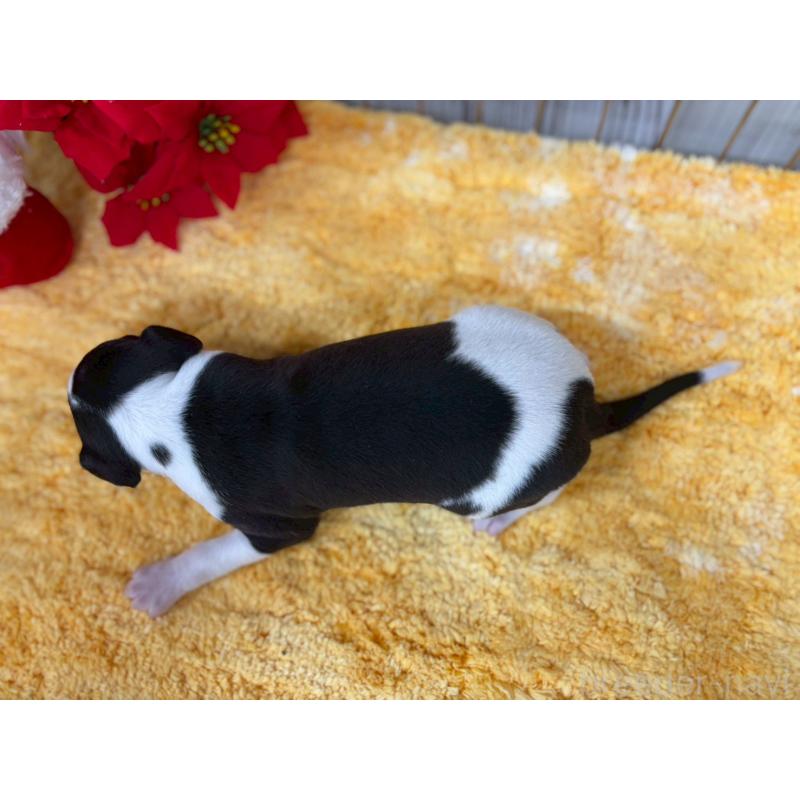 販売中の鹿児島県のイタリアングレーハウンド(イタグレ)-432176の11枚目