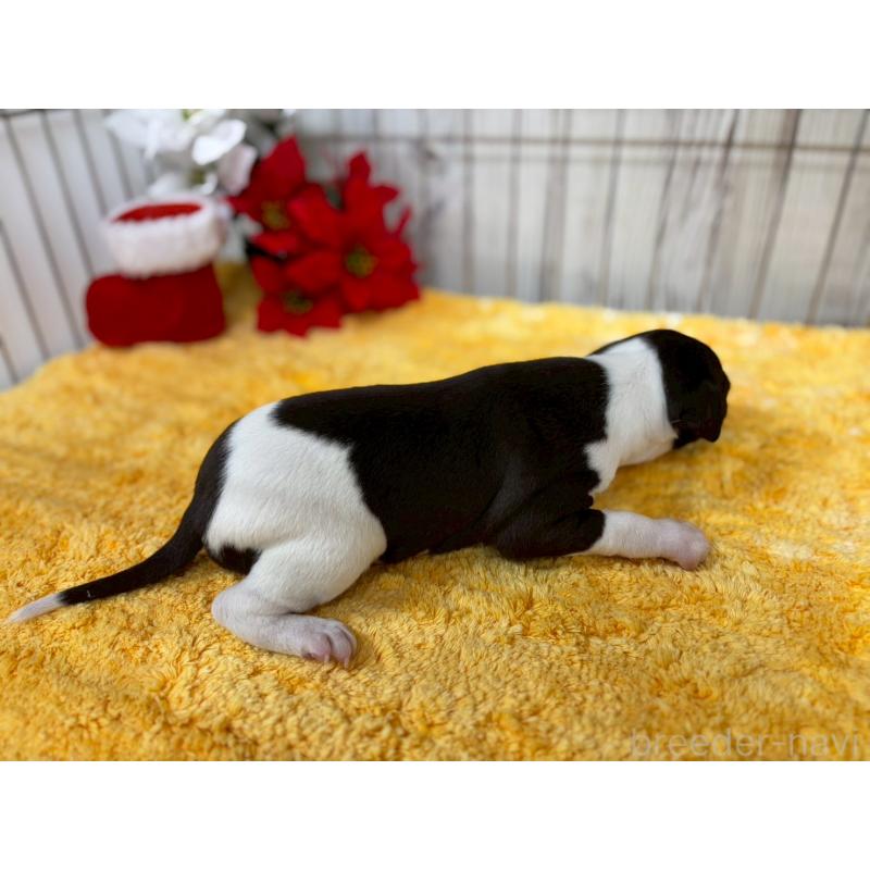 販売中の鹿児島県のイタリアングレーハウンド(イタグレ)-432176の10枚目