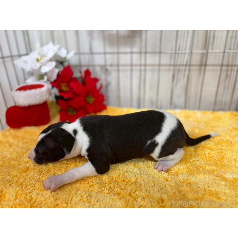 販売中の鹿児島県のイタリアングレーハウンド(イタグレ)-432176の9枚目