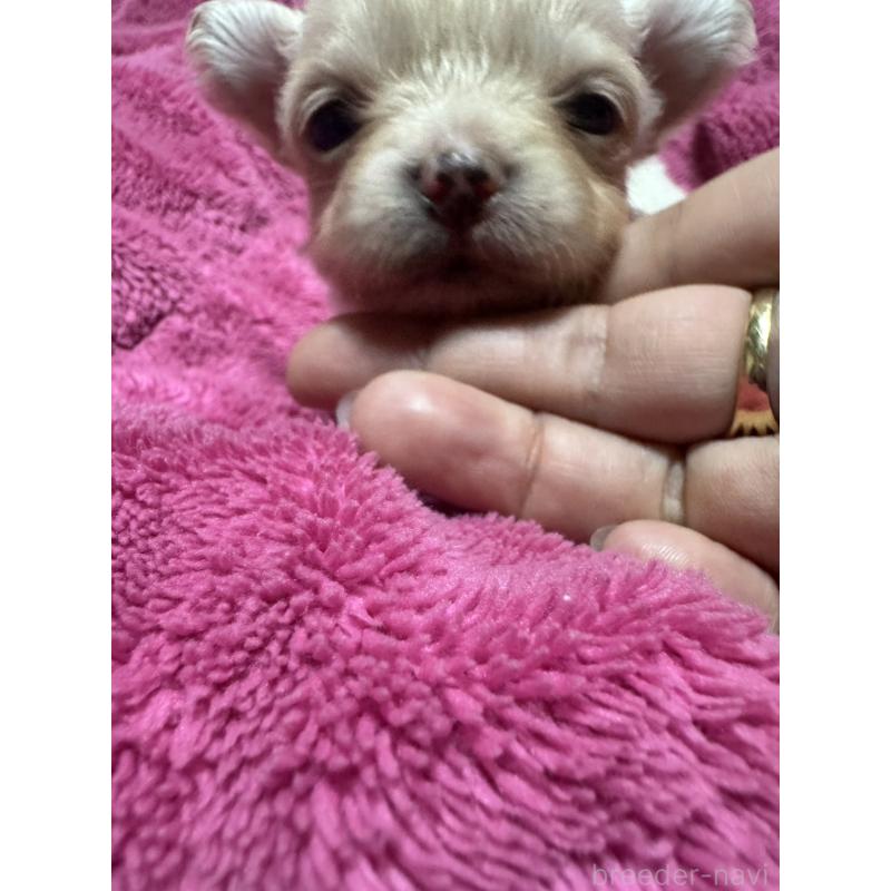 販売中の福岡県のチワワ(ロングコート)-434468の6枚目