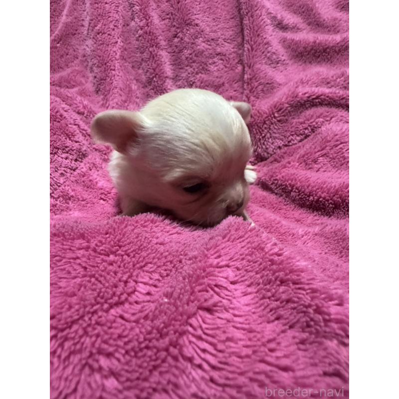 販売中の福岡県のチワワ(ロングコート)-434468の5枚目