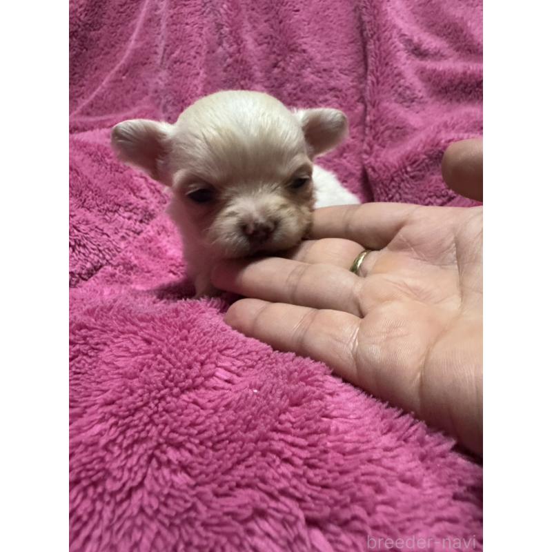 販売中の福岡県のチワワ(ロングコート)-434468の4枚目