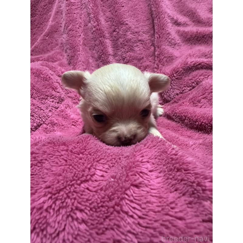 販売中の福岡県のチワワ(ロングコート)-434468の3枚目