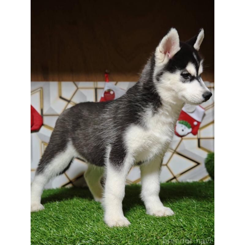 販売中の静岡県のシベリアンハスキー-434470の8枚目