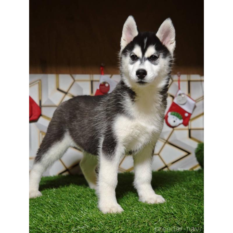 販売中の静岡県のシベリアンハスキー-434470の7枚目