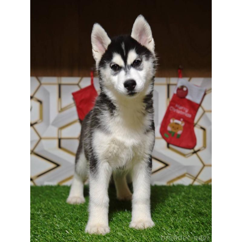 販売中の静岡県のシベリアンハスキー-434470の6枚目