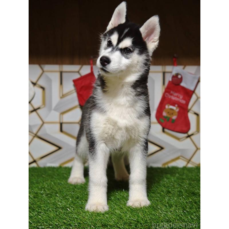 販売中の静岡県のシベリアンハスキー-434470の5枚目