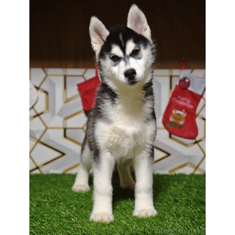 販売中の静岡県のシベリアンハスキー-434470の4枚目