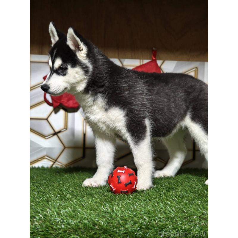 販売中の静岡県のシベリアンハスキー-434470の3枚目