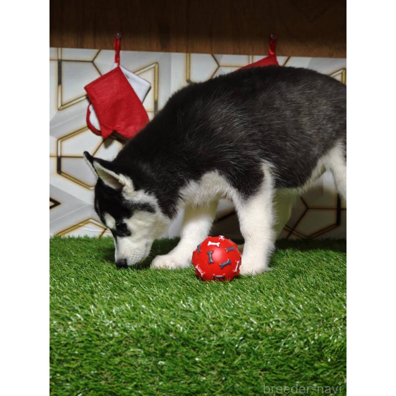 販売中の静岡県のシベリアンハスキー-434470の2枚目