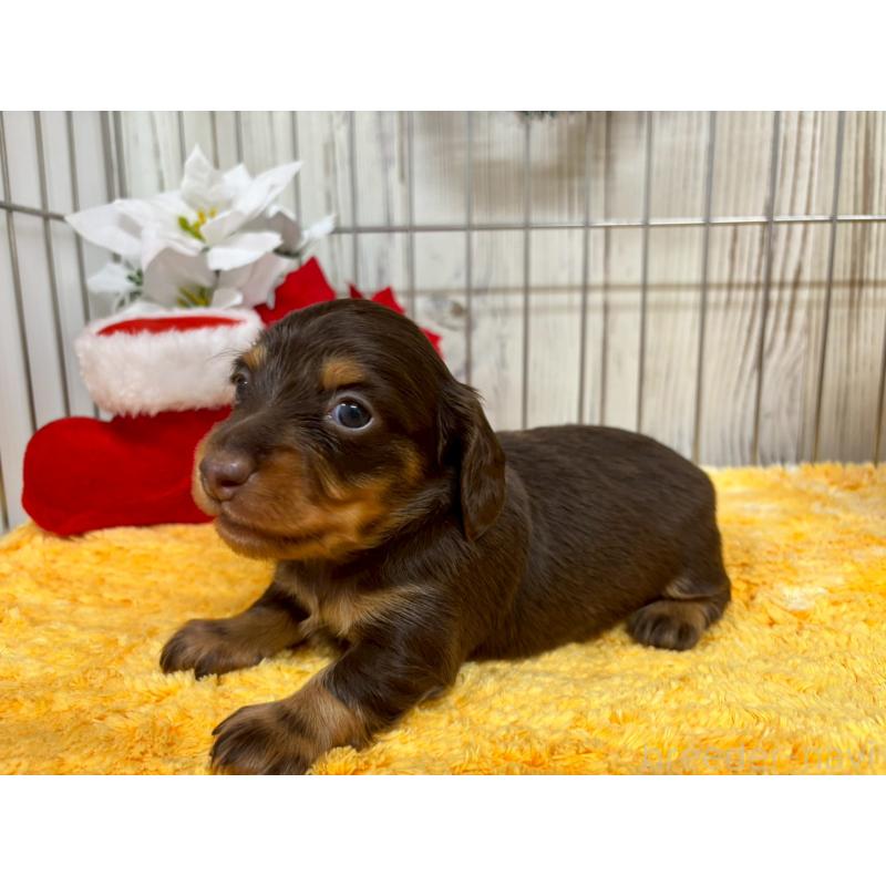 販売中の鹿児島県のミニチュアダックスフンド(ロングヘアード)-434471の5枚目
