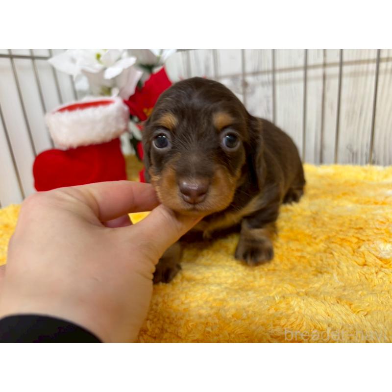 販売中の鹿児島県のミニチュアダックスフンド(ロングヘアード)-434471の4枚目