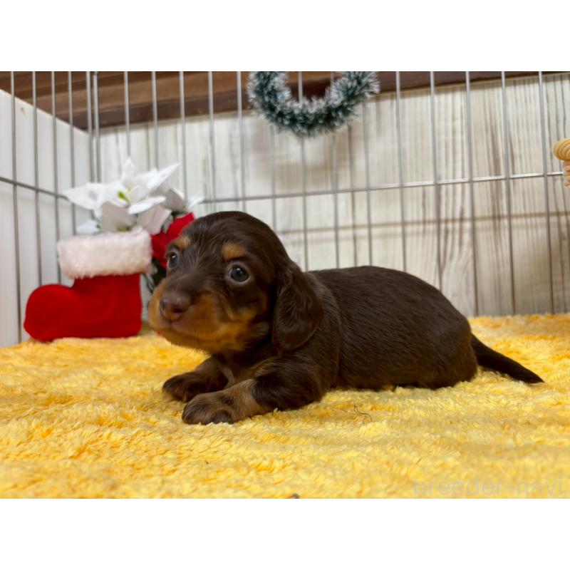 販売中の鹿児島県のミニチュアダックスフンド(ロングヘアード)-434471の3枚目