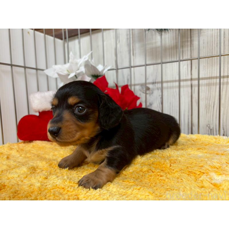 販売中の鹿児島県のミニチュアダックスフンド(ロングヘアード)-434472の5枚目