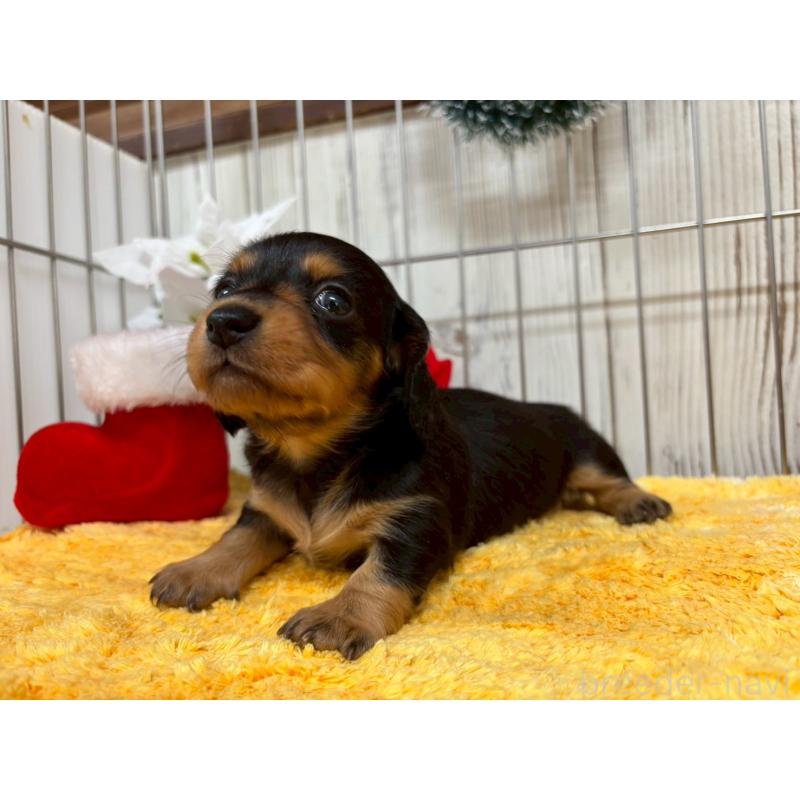 販売中の鹿児島県のミニチュアダックスフンド(ロングヘアード)-434472の4枚目