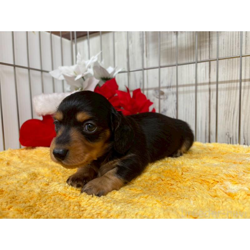 販売中の鹿児島県のミニチュアダックスフンド(ロングヘアード)-434472の3枚目