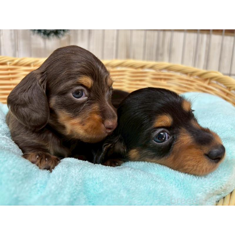 販売中の鹿児島県のミニチュアダックスフンド(ロングヘアード)-434472の2枚目
