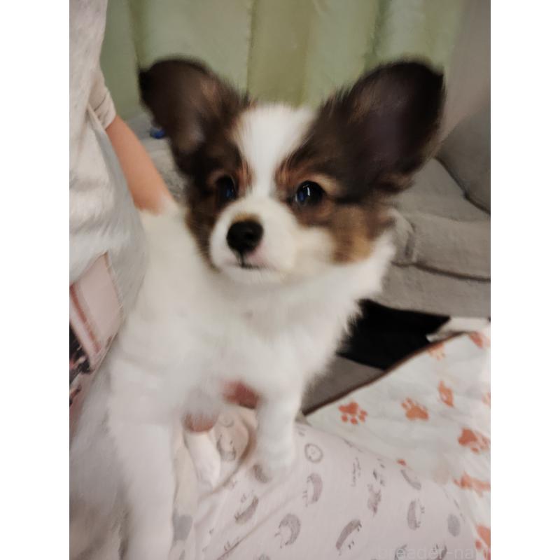 販売中の栃木県のパピヨン-429147の2枚目