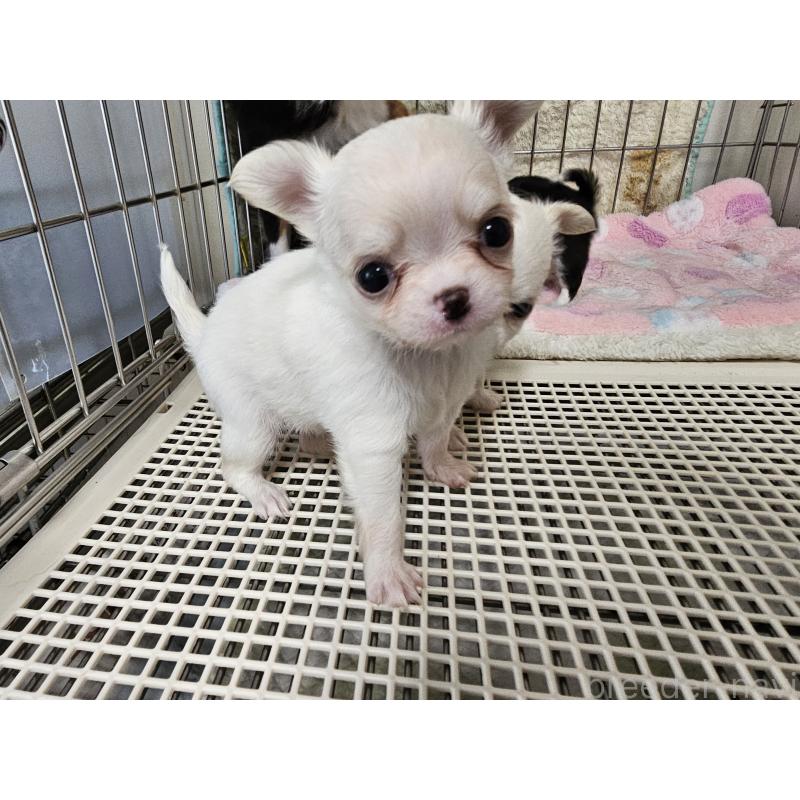 販売中の愛知県のチワワ(ロングコート)-434476の4枚目