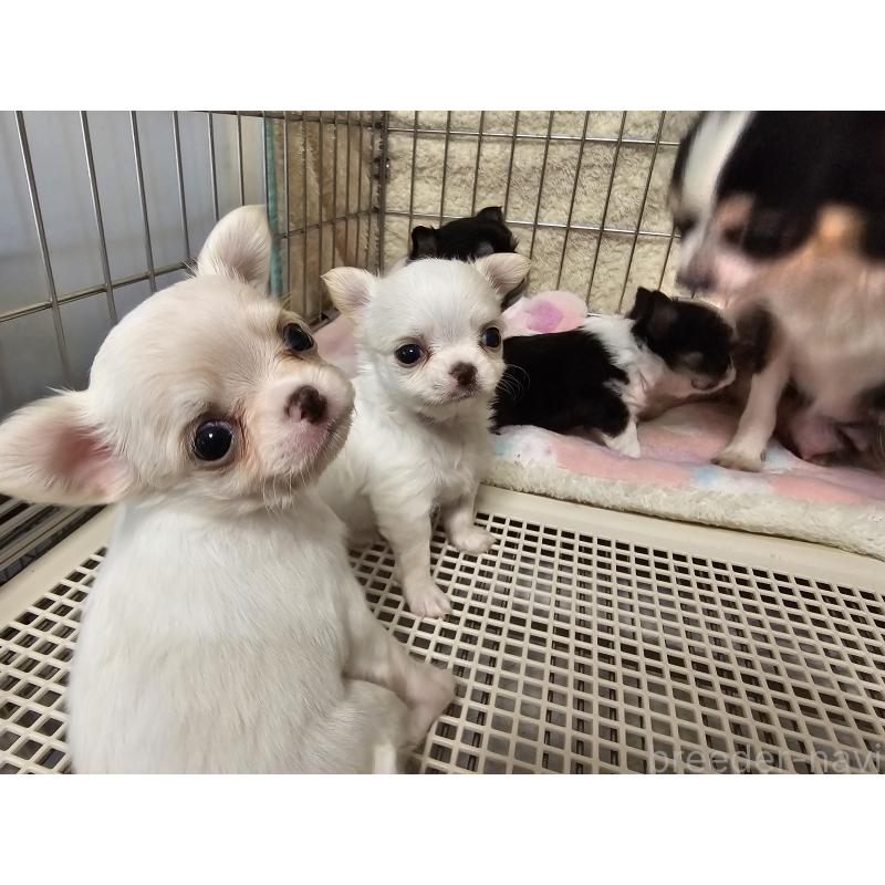 販売中の愛知県のチワワ(ロングコート)-434476の3枚目