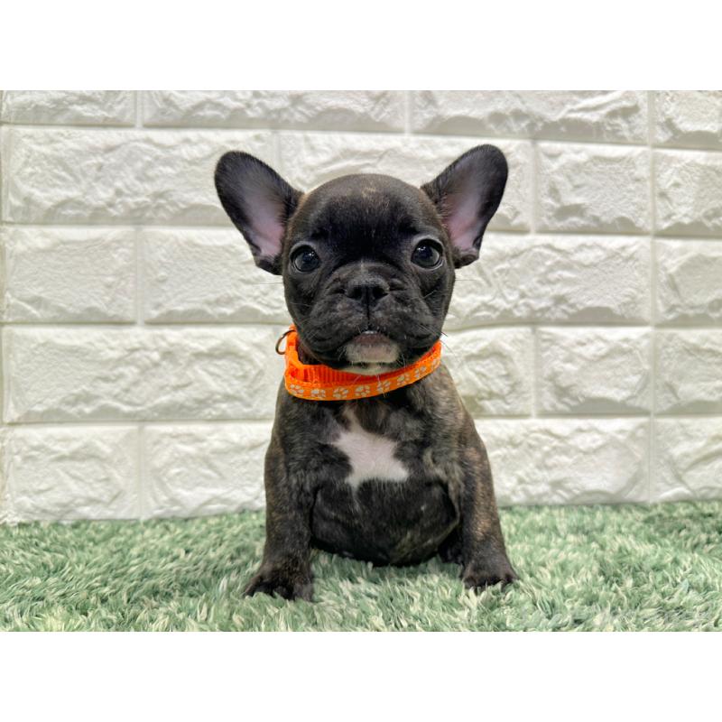 販売中の愛知県のフレンチブルドッグ-434451の2枚目