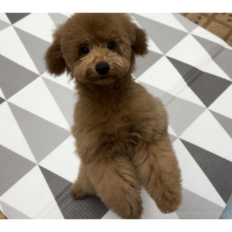 販売中の神奈川県のトイプードル-421353の6枚目