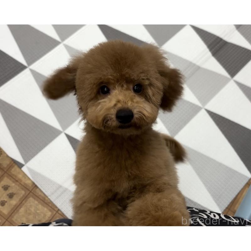 販売中の神奈川県のトイプードル-421353の5枚目