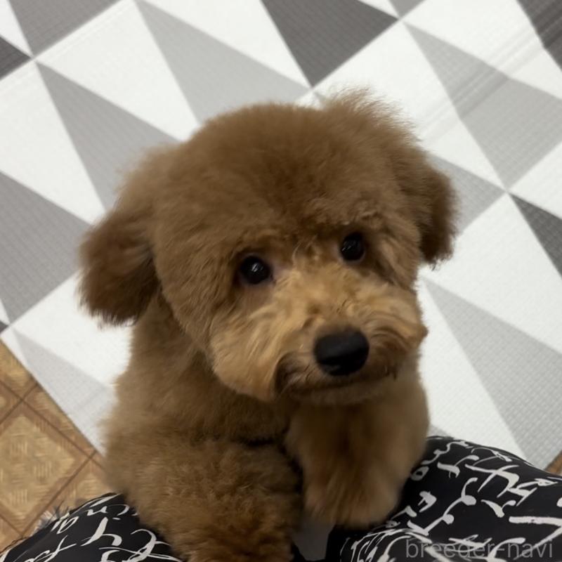 販売中の神奈川県のトイプードル-421353の4枚目