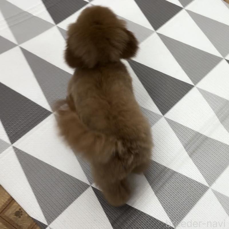 販売中の神奈川県のトイプードル-421353の2枚目