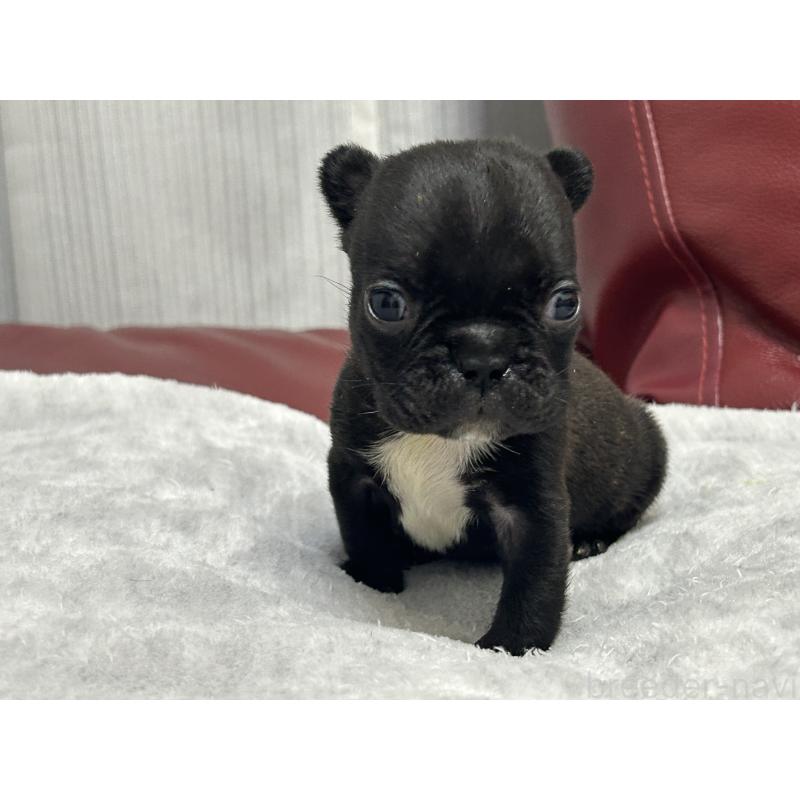 販売中の岡山県のフレンチブルドッグ-431018の24枚目