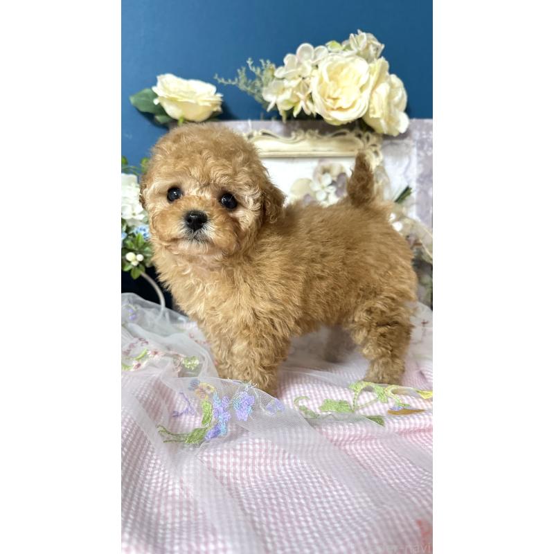 販売中の神奈川県のタイニープードル-434477の7枚目