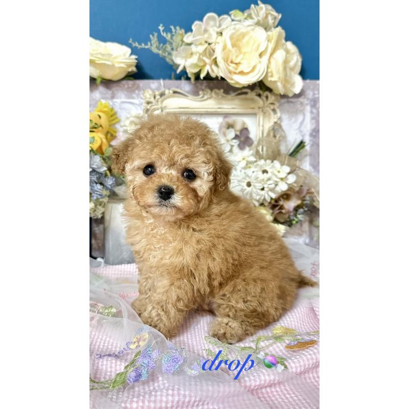 販売中の神奈川県のタイニープードル-434477の6枚目