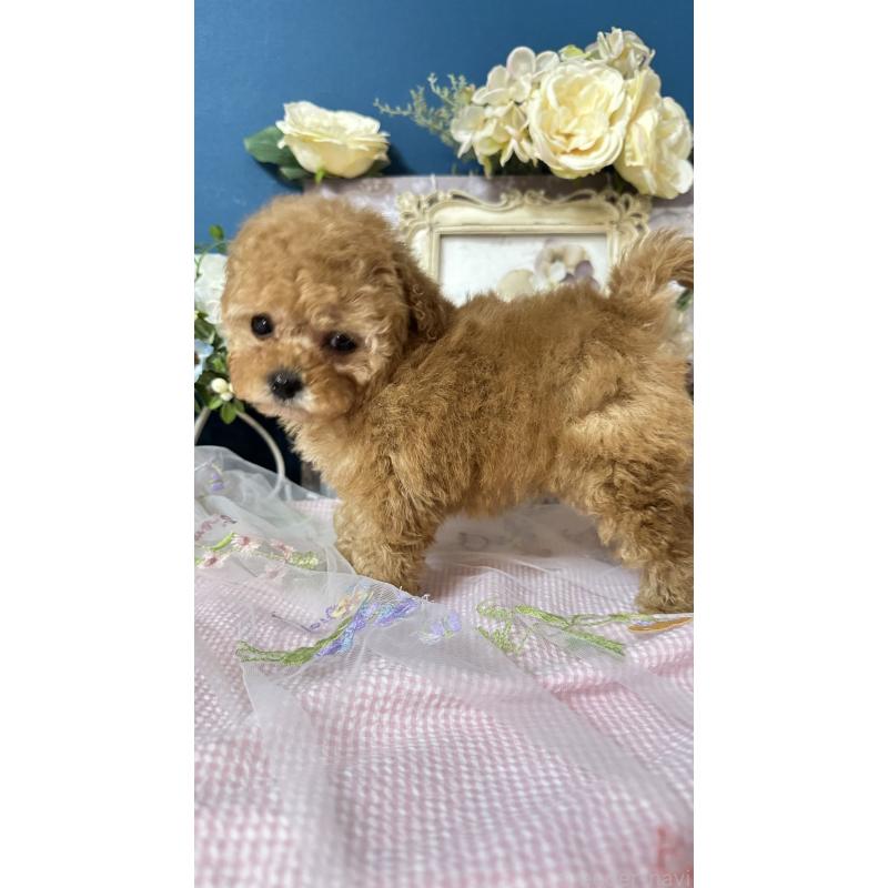 販売中の神奈川県のタイニープードル-434477の5枚目