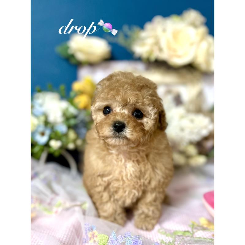 販売中の神奈川県のタイニープードル-434477の4枚目