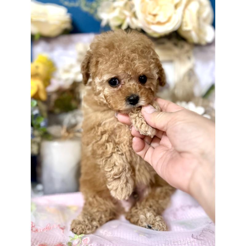 販売中の神奈川県のタイニープードル-434477の3枚目