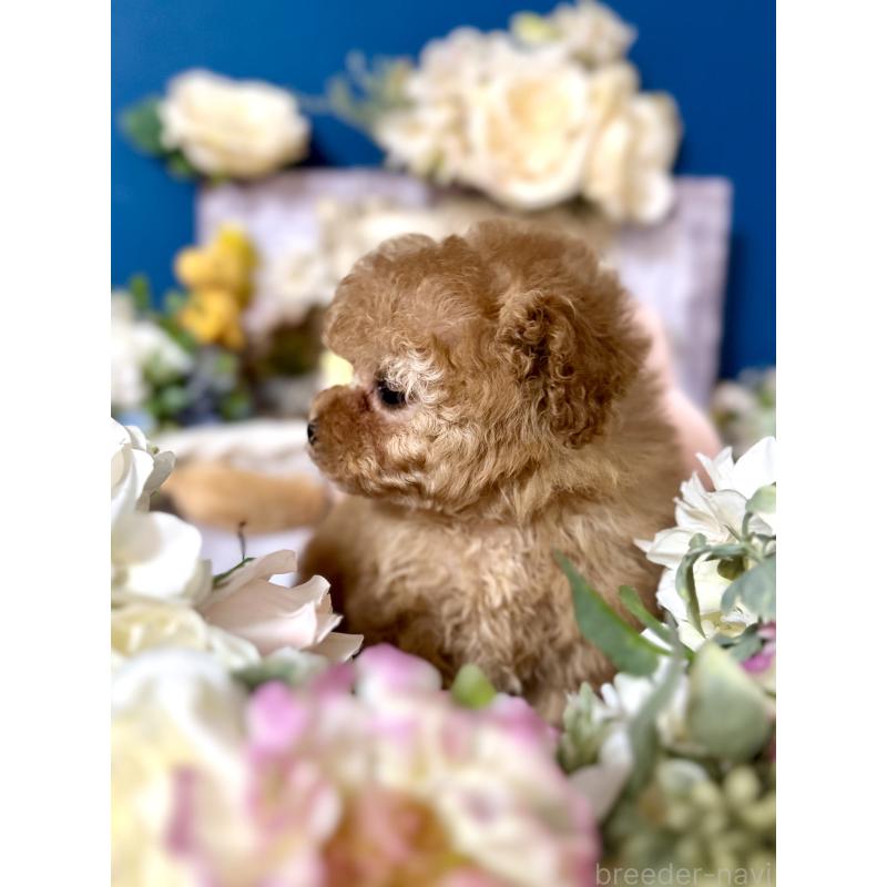 販売中の神奈川県のタイニープードル-434477の2枚目